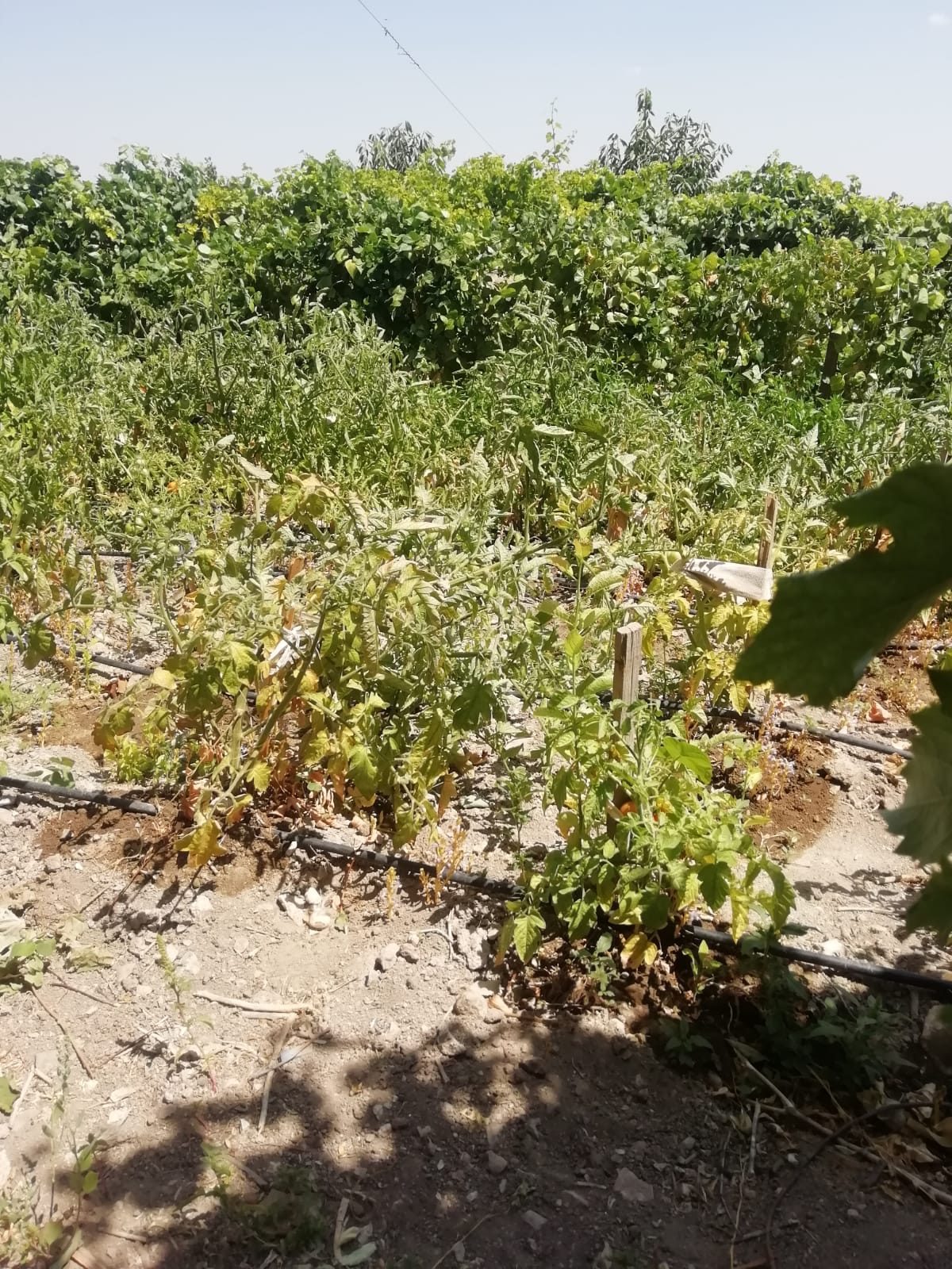 İncesu Hamurcu Mahallesi’nde su sorunu yaşanıyor