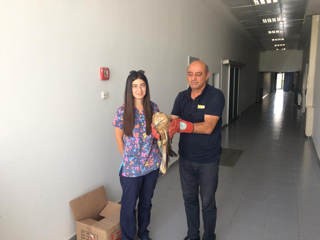 Kanadı kırık şahin, tedaviye alındı