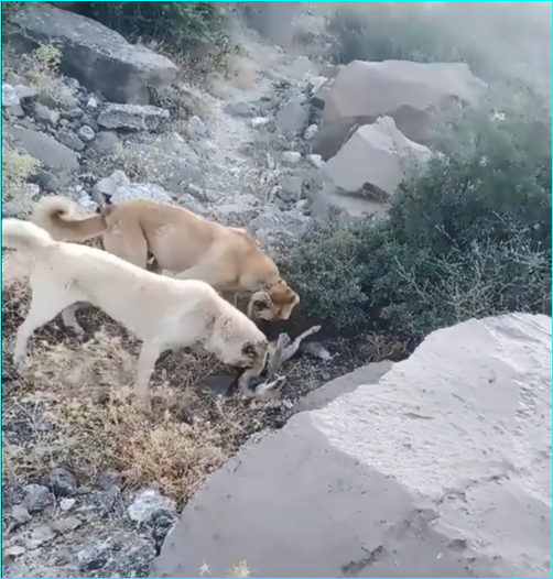 Köpek dövüştürme videosu yayınlayan kişi yakalandı