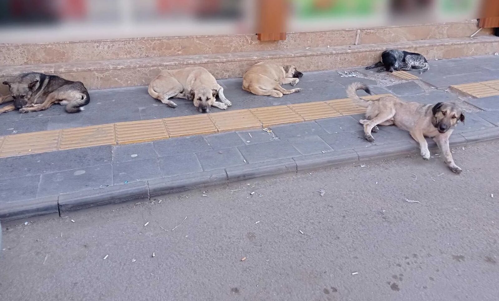 ERKİLET BÖLGESİNDE BAŞIBOŞ KÖPEK TEDİRGİNLİĞİ