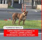 Başıboş gezen pitbull köpeği, barınağa sevk edildi