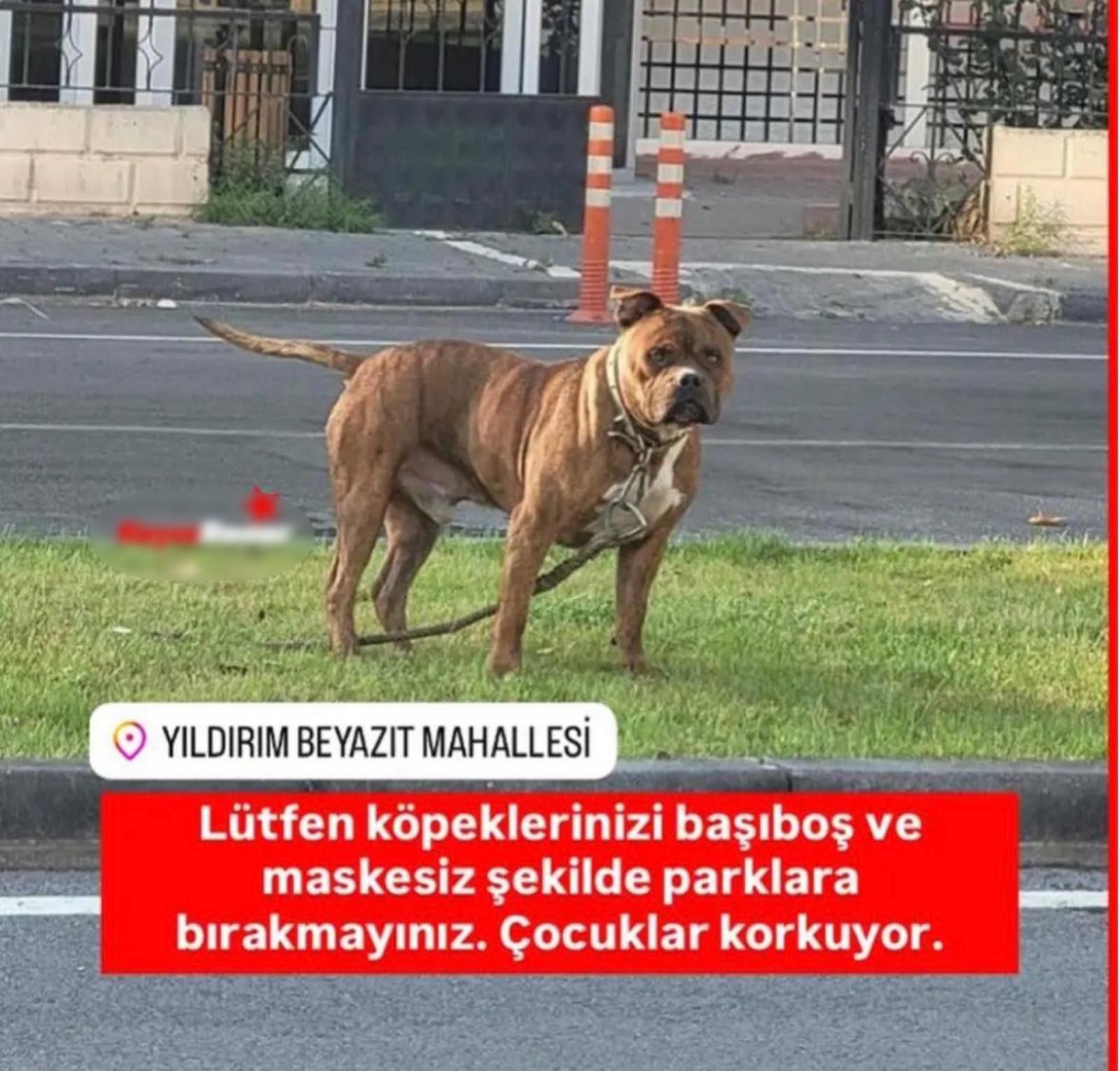 Başıboş gezen pitbull köpeği, barınağa sevk edildi