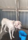 Köpek dövüştüren 13 şahsa toplam 120 bin TL cezai işlem