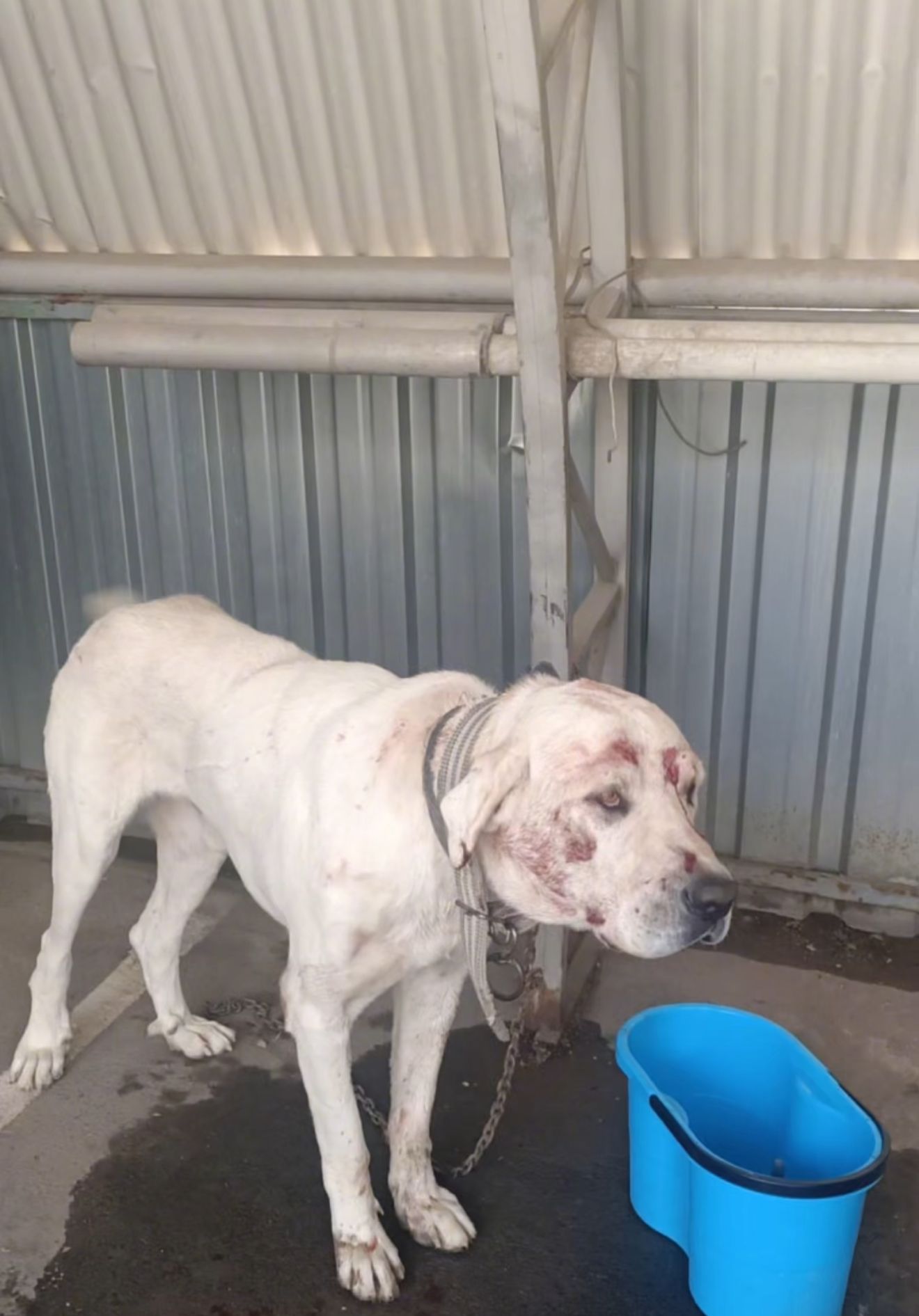 Köpek dövüştüren 13 şahsa toplam 120 bin TL cezai işlem
