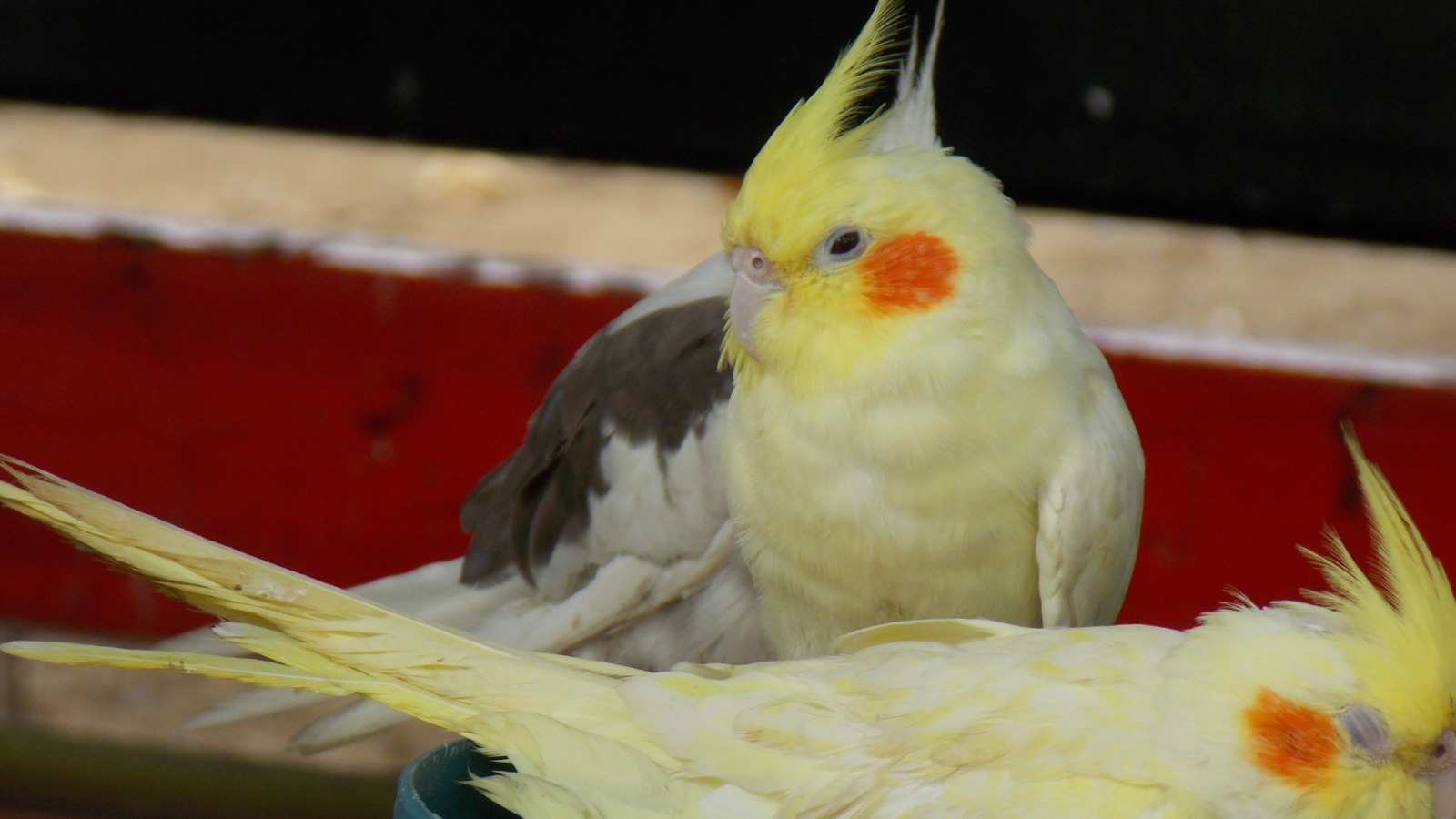 Petshoplarda papağan satışlarına ruhsat şartı