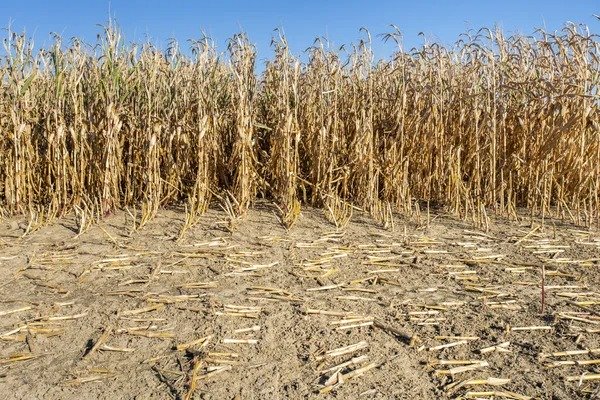 2025 meteoroloji verileri: İç Anadolu’da tarımsal kuraklık üreticileri olumsuz etkiledi