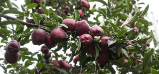 Kayseri’nin yıllara göre meyve ve sebze üretimi