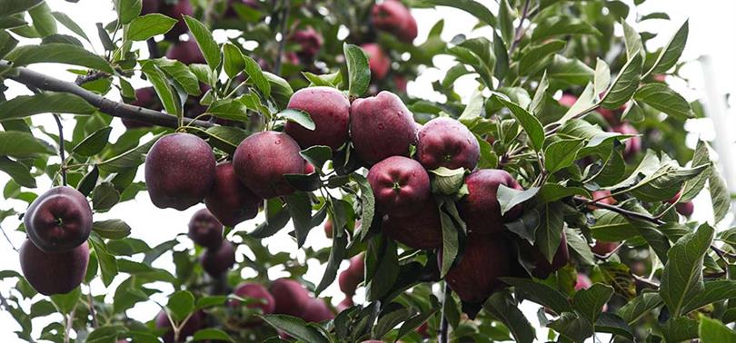 Kayseri’nin yıllara göre meyve ve sebze üretimi