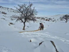 Bünyan’da sokak hayvanlarına yem ve mama desteği