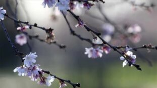 Cemre havaya düşüyor