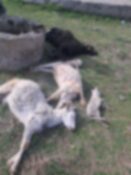 Ağıla giren köpek küçükbaş hayvanları telef etti