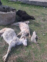 Ağıla giren köpek küçükbaş hayvanları telef etti