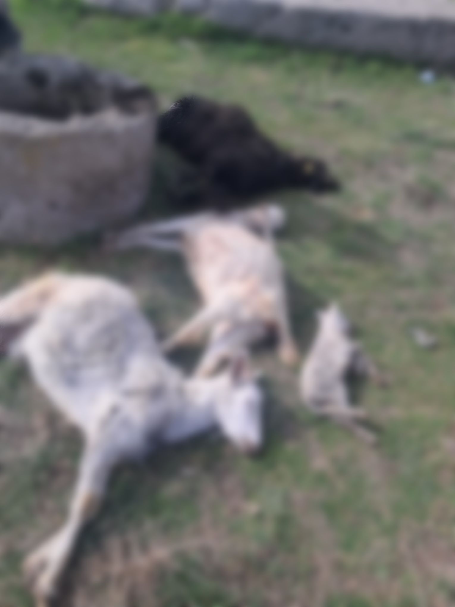 Ağıla giren köpek küçükbaş hayvanları telef etti