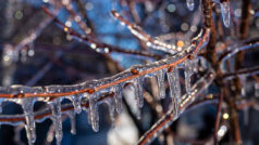 Zirai dona karşı nasıl önlem alınır?